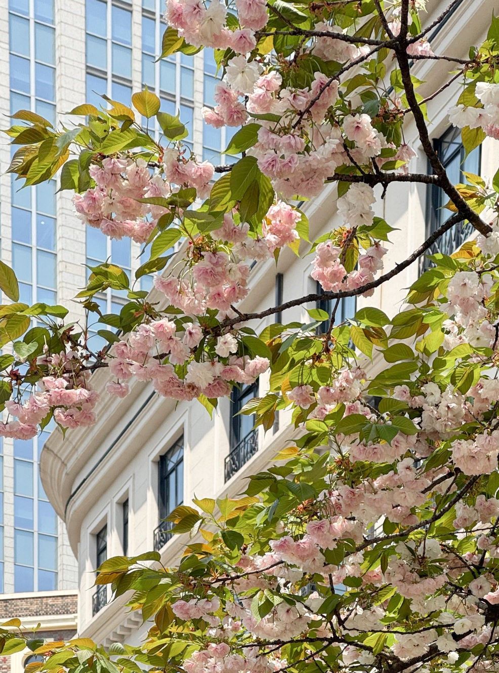 上海春季樱花顾村公园